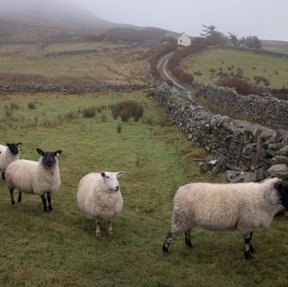 Meet your Posher, IrishEyes 🍀 - Picture 2 of 2